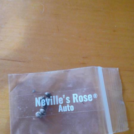Neville's Rose auto Delicious Seeds