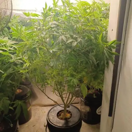 White Widow from Seedsman
