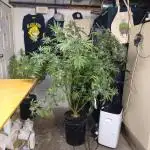 Tangerine Band from Exotic Seeds