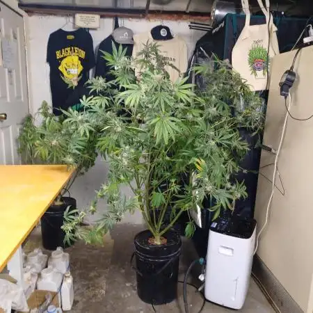 Tangerine Band from Exotic Seeds