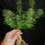 Northern Lights Auto