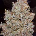 Gelato Auto Fastbuds