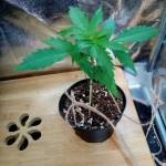  First grow - Contest diary