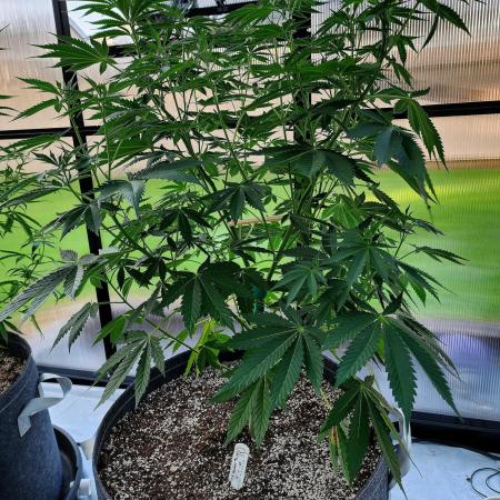 SSSC Fast Flower 'Tester' A & B