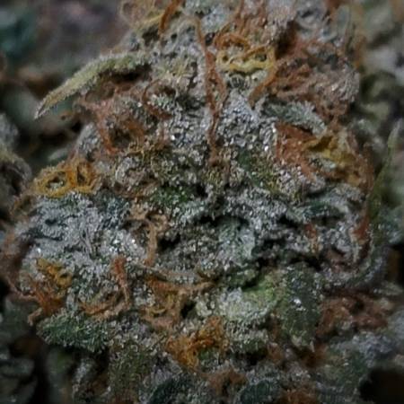 Sweet Seeds Sweet Zenzation