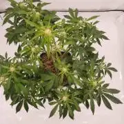 Gorilla Zkittlez auto 