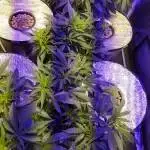 4 HYDRO RDWC + 3 SOIL 