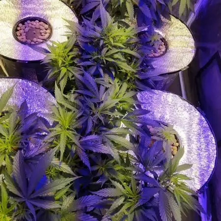 4 HYDRO RDWC + 3 SOIL 
