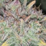 Strawberry Pie 