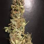 All Eyes on Fastbuds