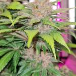Rollin with sweet seeds