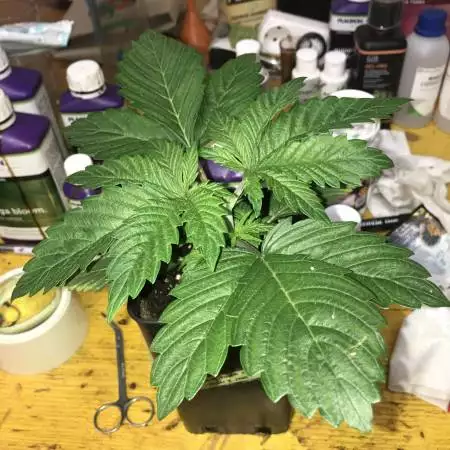 Shining Silver Haze by Royal Queen seeds