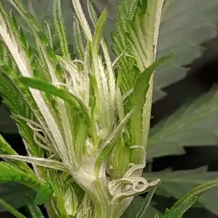 Critical Orange Punch Dutch Passion