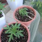 Critical Auto Growbarato NATURAL VS LST