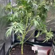 San Fernando lemon kush