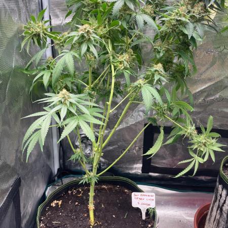 San Fernando lemon kush