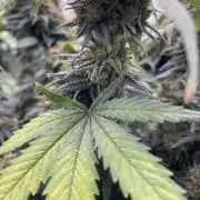 Sunset 🌅 sherbet