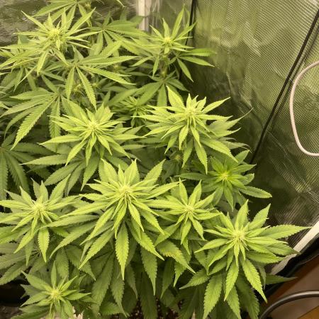Blueberry