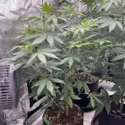 Golosa