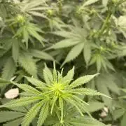 Northern lights