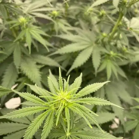 Northern lights
