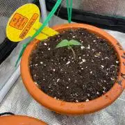 Papaya Stank