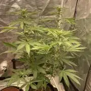 San Fernando lemon kush