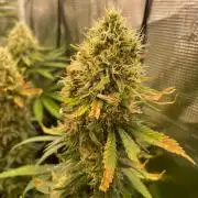 Blueberry