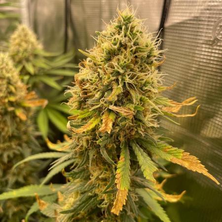 Blueberry