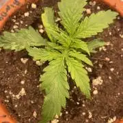 Sugar black rose 🥀