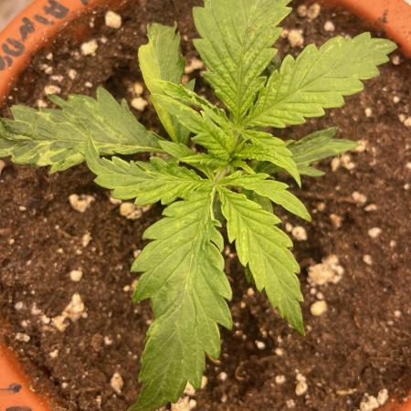 Sugar black rose 🥀