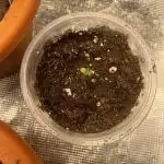 Sugar Black Rose -Contest