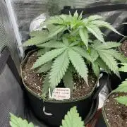 San Fernando lemon kush