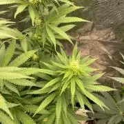 Papaya Stank