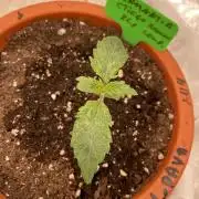 Sticky Brocoli Zamnesia+Plagron