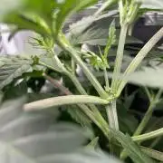 San Fernando lemon kush
