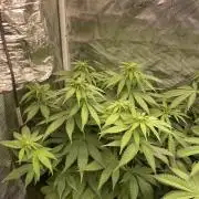 Blueberry