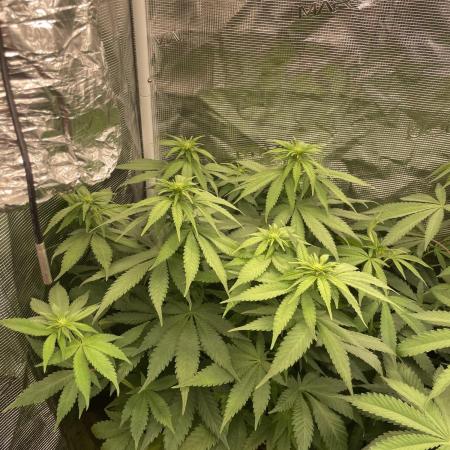 Blueberry