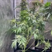 San Fernando lemon kush