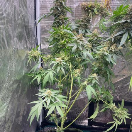 San Fernando lemon kush