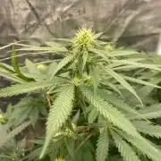 Pink Gelato