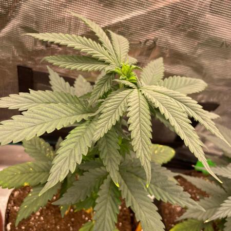 Papaya Stank