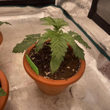 Sticky Brocoli Zamnesia+Plagron