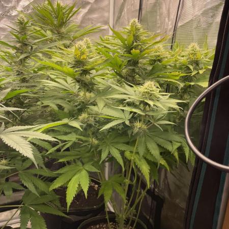 Blueberry