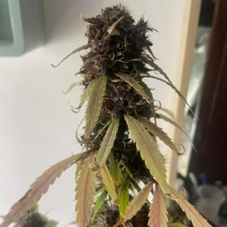 Purple skunk auto Ganja