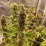 Lemon oasis auto original seeds