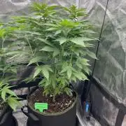 Blueberry