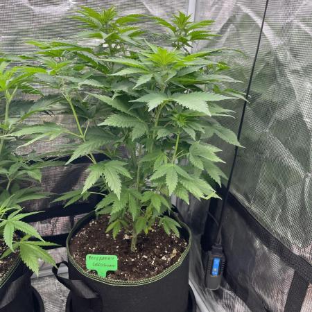 Blueberry