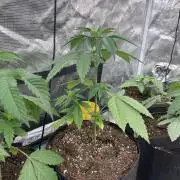 C.C.G / O.S.S Grow Event Poison cookies