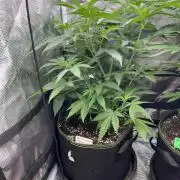San Fernando lemon kush